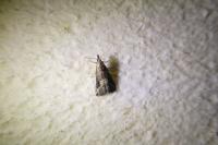 Schrankia costaestrigalis