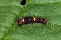Orgyia antiqua