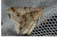 Macaria alternata