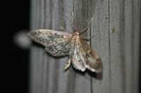 Anania lancealis