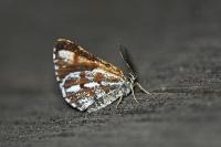 Bupalus piniaria