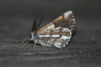 Bupalus piniaria
