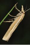 Agriphila tristella