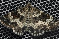 Epirrhoe tristata