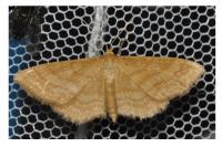 Idaea ochrata