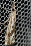 Catoptria falsella