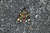 Callimorpha dominula