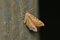Camptogramma bilineata