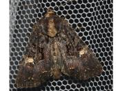 Mesapamea secalella/secalis