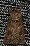 Agrotis bigramma
