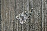 Eudonia lacustrata