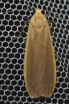Katha depressa