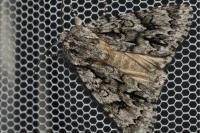 Acronicta auricoma