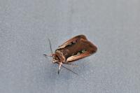 Ochropleura plecta