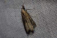 Schrankia costaestrigalis