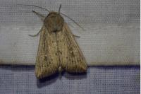 Leucania obsoleta