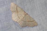 Cyclophora punctaria