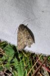 Caradrina morpheus