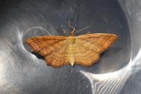 Idaea ochrata