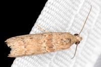 Ancylosis oblitella