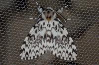 Lymantria monacha