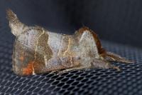 Clostera pigra