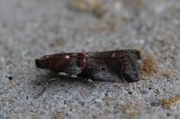 Acrobasis suavella