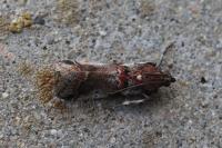Acrobasis suavella