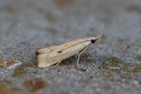 Agriphila inquinatella