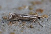 Ancylolomia tentaculella