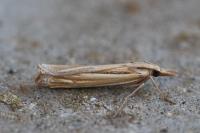 Ancylolomia tentaculella
