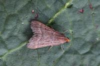 Bostra obsoletalis