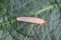 Eilema caniola