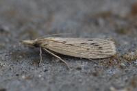 Ematheudes punctella