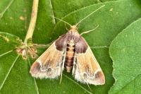 Pyralis farinalis