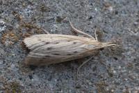 Ematheudes punctella