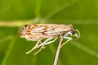 Catoptria falsella