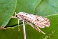 Catoptria falsella