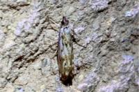 Catoptria falsella