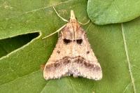 Stemmatophora brunnealis