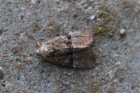 Mesoligia furuncula