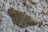 Scopula immorata