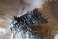 Drymonia querna