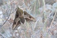 Hyles euphorbiae
