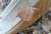 Watsonalla uncinula