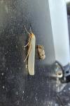 Eilema caniola