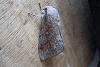 Dendrolimus pini pini