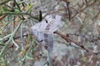 Itame vincularia