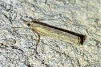 Pediasia contaminella