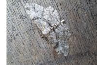 Peribatodes rhomboidaria rhomboidaria